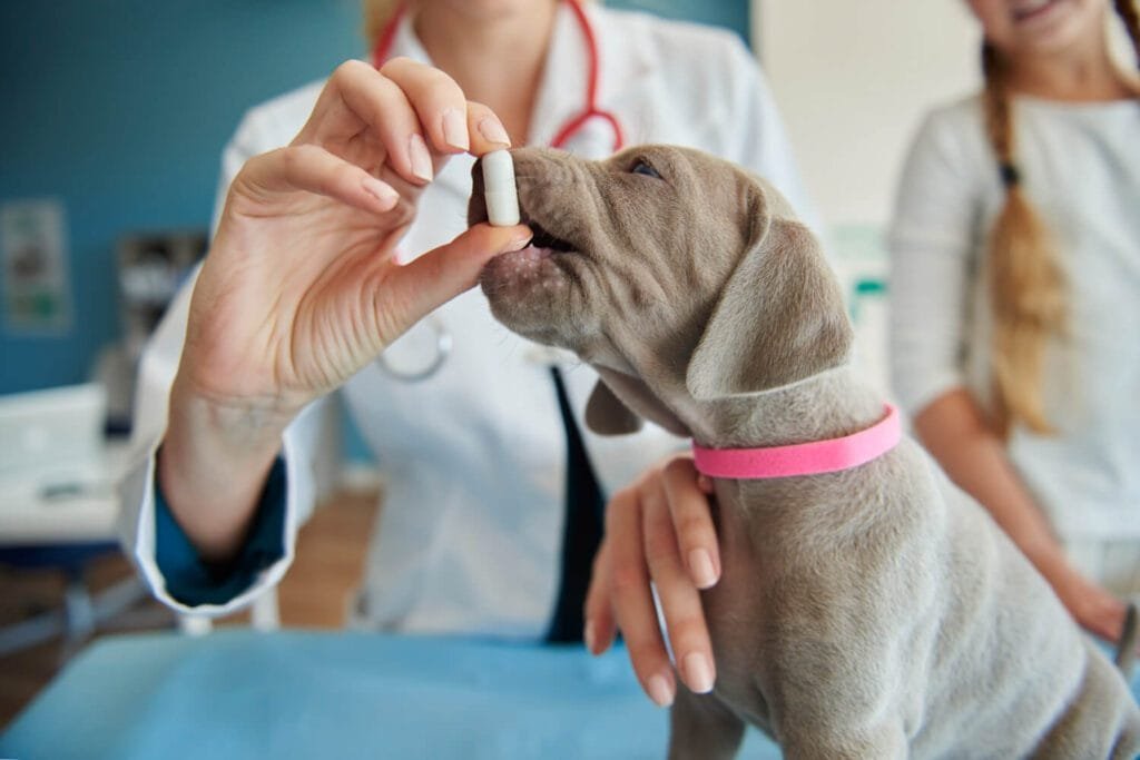 Reações Alérgicas A Medicamentos Em Pets: Como Identificar E Agir Rápido 2 Apoquel Para Cães Zenrelia