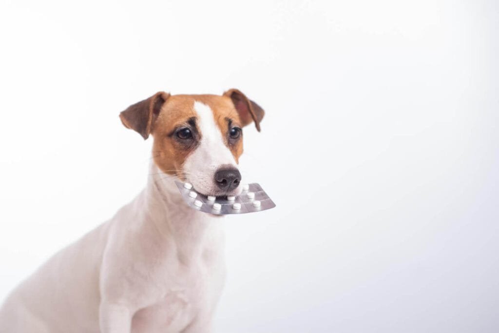 Reações Alérgicas A Medicamentos Em Pets: Como Identificar E Agir Rápido 3 Reações Alérgicas