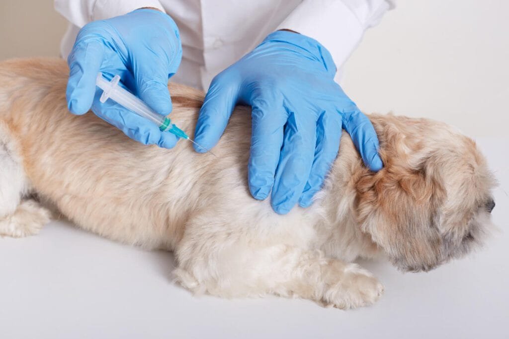 Vacinação Em Pets: Como Proteger A Pele E Evitar Doenças Dermatológicas Graves 1 Dermatite Autoimune