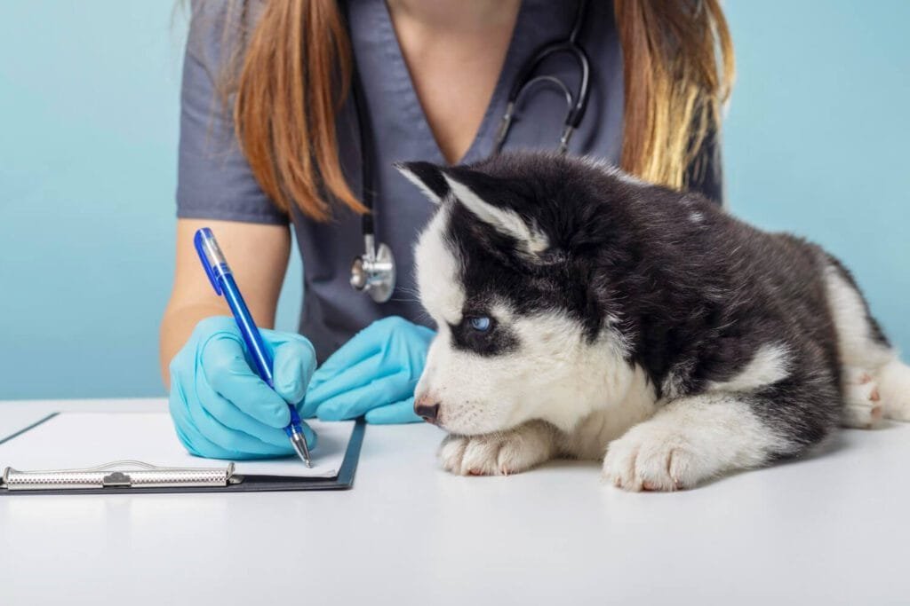 Vacinação Em Pets: Como Proteger A Pele E Evitar Doenças Dermatológicas Graves 2 Teste De Alergia Em Cães