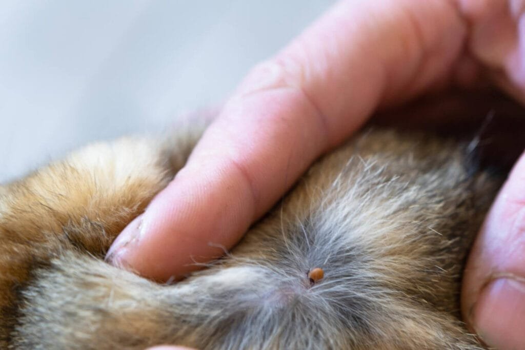 Dermatite por Pulgas em Pets: Como Prevenir, Identificar e Tratar de Forma Segura