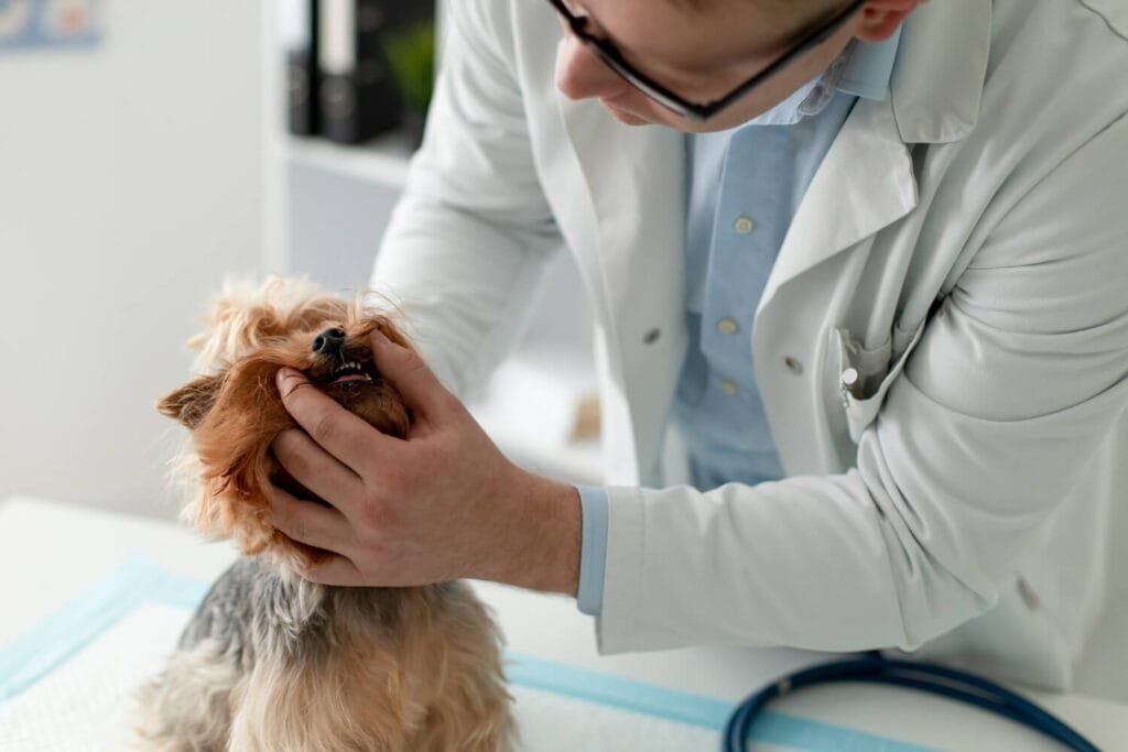 Genética E Saúde Da Pele: Como A Hereditariedade Afeta Doenças Dermatológicas Em Cães E Gatos 2 Genética