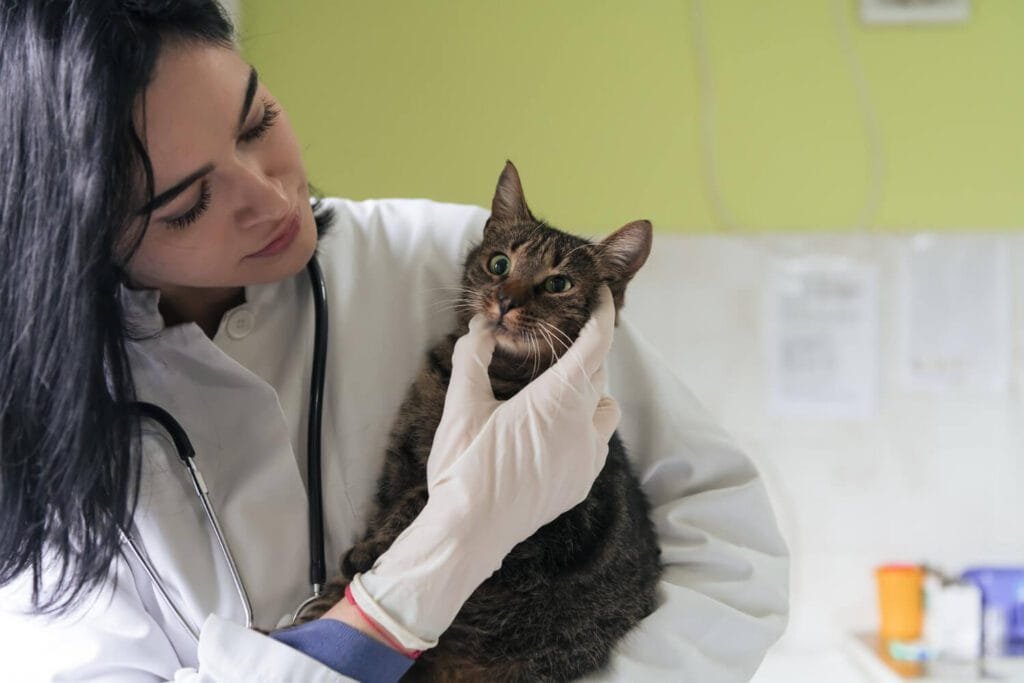 Genética E Saúde Da Pele: Como A Hereditariedade Afeta Doenças Dermatológicas Em Cães E Gatos 1 Genética