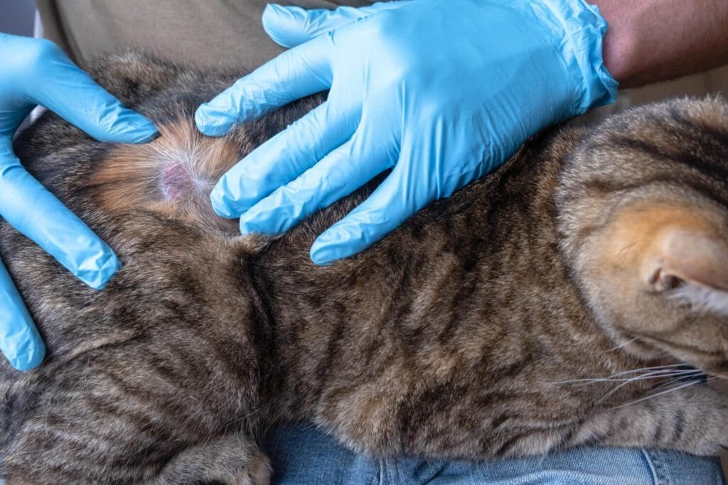 Dermatite em Gatos Causada por Ácaros: Como Identificar, Tratar e Prevenir