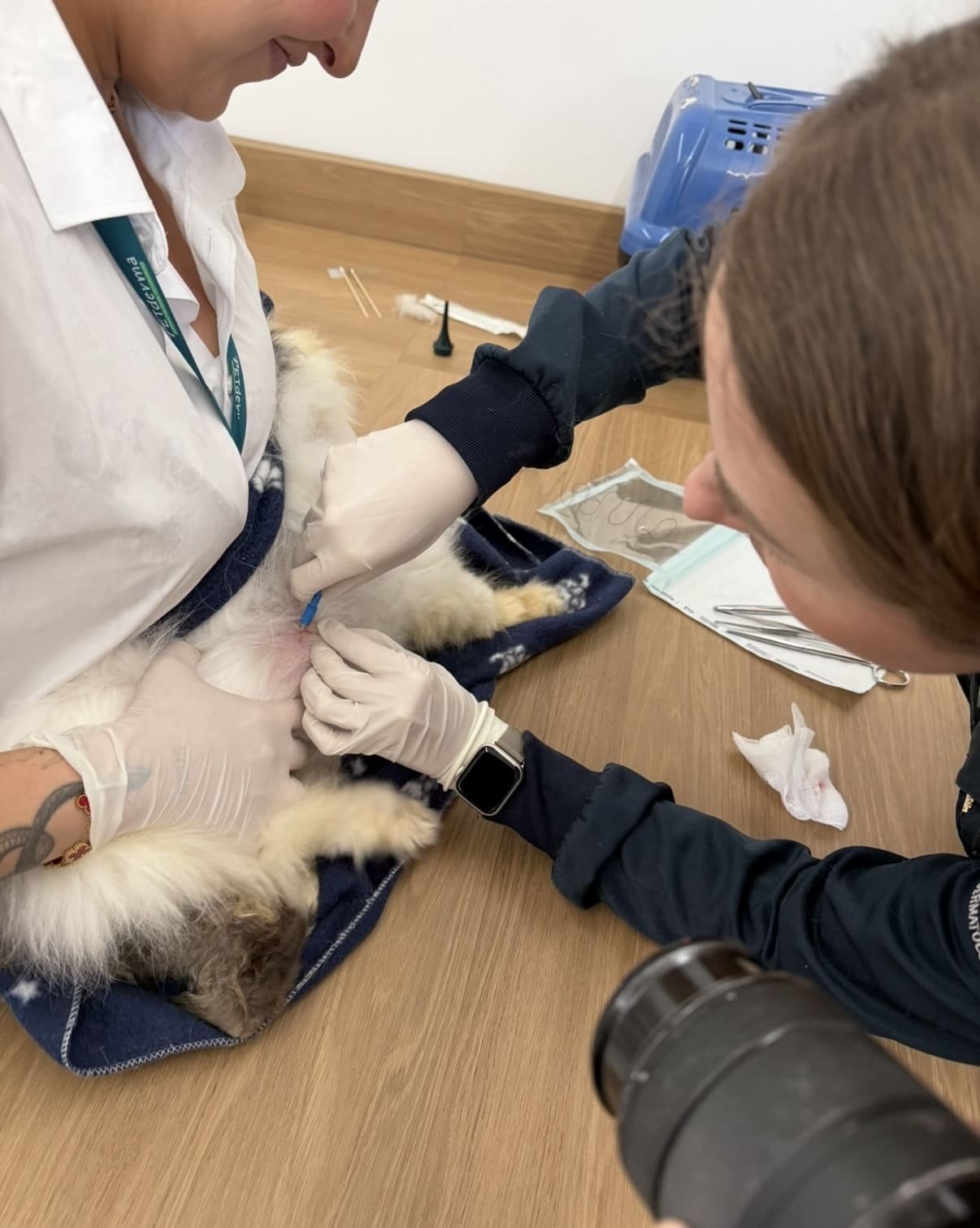 Petderma: Especialistas Em Dermatologia Veterinária Em São Paulo - Encontre O Melhor Cuidado Para Seu Pet Com A Petderma, Sua Clínica Especializada Em Dermatologia Veterinária Em Sp. Tratamentos Inovadores Para Cães E Gatos.