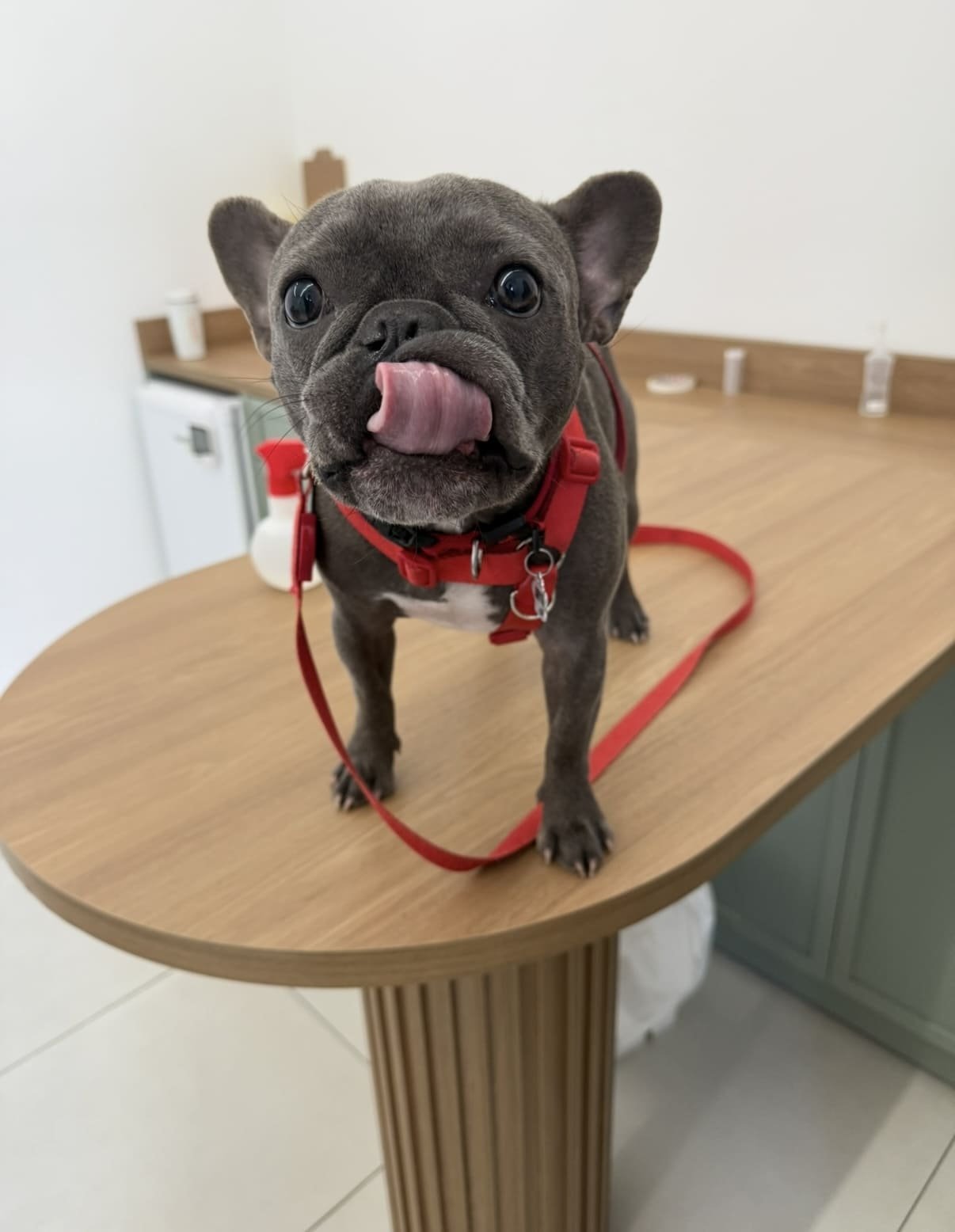 Petderma: Especialistas Em Dermatologia Veterinária Em São Paulo - Encontre O Melhor Cuidado Para Seu Pet Com A Petderma, Sua Clínica Especializada Em Dermatologia Veterinária Em Sp. Tratamentos Inovadores Para Cães E Gatos.