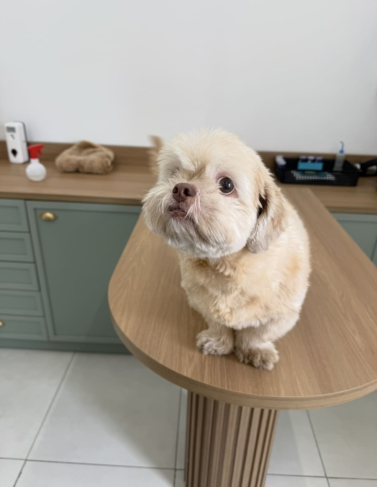 Petderma: Especialistas Em Dermatologia Veterinária Em São Paulo - Encontre O Melhor Cuidado Para Seu Pet Com A Petderma, Sua Clínica Especializada Em Dermatologia Veterinária Em Sp. Tratamentos Inovadores Para Cães E Gatos.