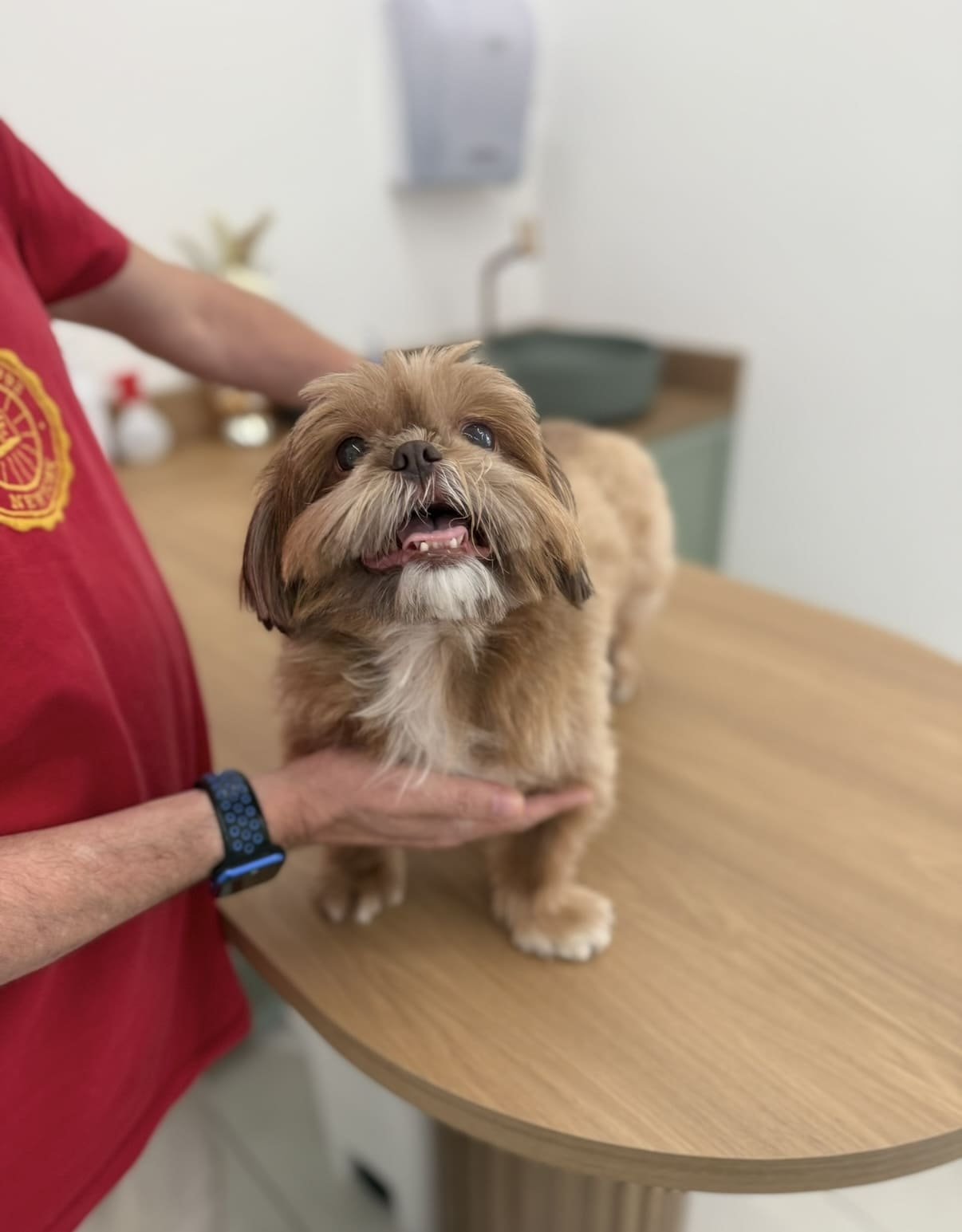 Petderma: Especialistas Em Dermatologia Veterinária Em São Paulo - Encontre O Melhor Cuidado Para Seu Pet Com A Petderma, Sua Clínica Especializada Em Dermatologia Veterinária Em Sp. Tratamentos Inovadores Para Cães E Gatos.